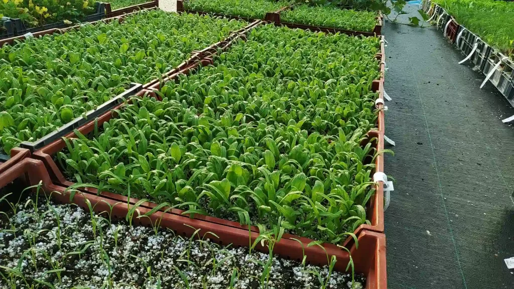 Caisses de mottes de plants d'épinard biologiques prêts à être repiqués en pleine terre